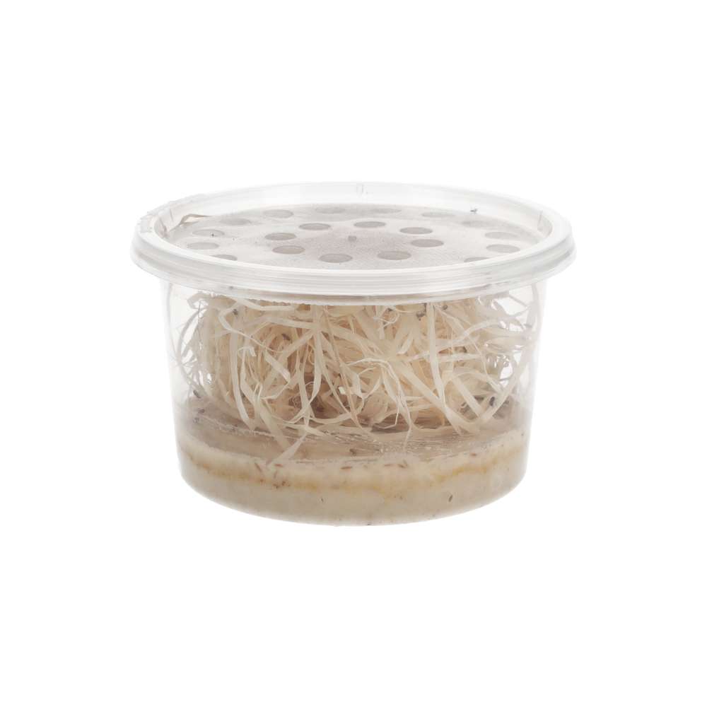 Golden Fruit Flies 1-2mm