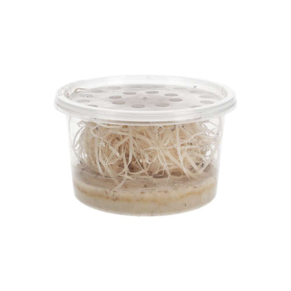 Golden Fruit Flies 1-2mm