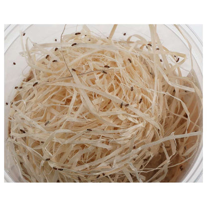 Golden Fruit Flies 1-2mm