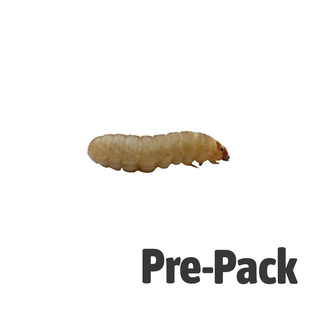 Waxworms