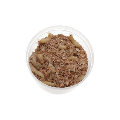 Waxworms