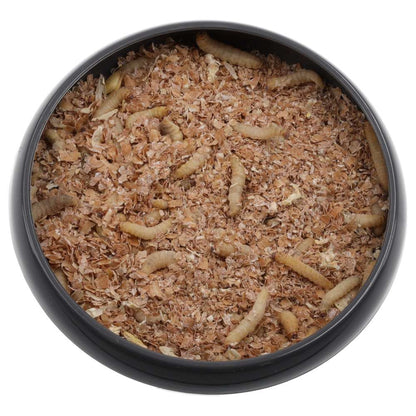 Waxworms