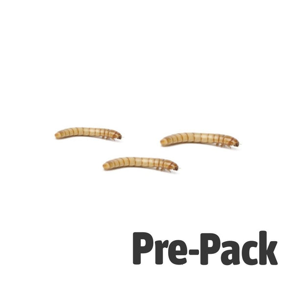 Mini Mealworms