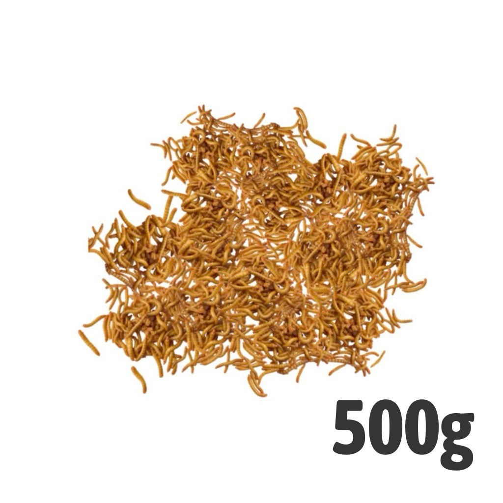 Mini Mealworms 500g Bag | Live Reptile & Amphibian Food
