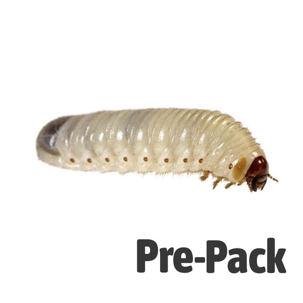 Fruit Beetle Grubs 20-35mm