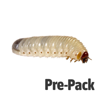 Fruit-beetle (Pachnoda) Grubs Pre-Pack | Live Reptile Food