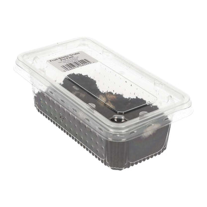 Fruit-beetle (Pachnoda) Grubs Pre-Pack | Live Reptile Food