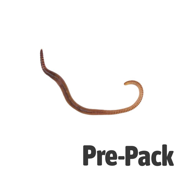 Medium Worms 70-90mm