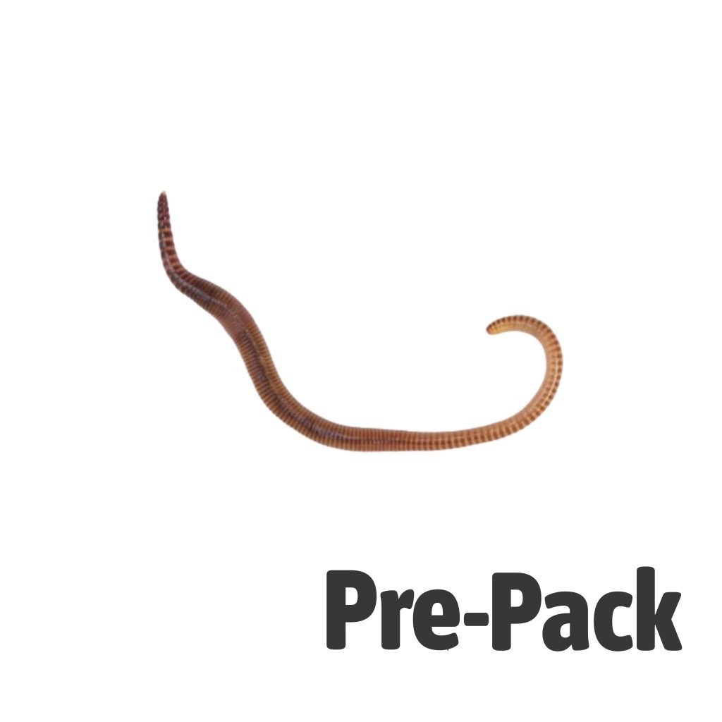 Medium Worms 70-90mm