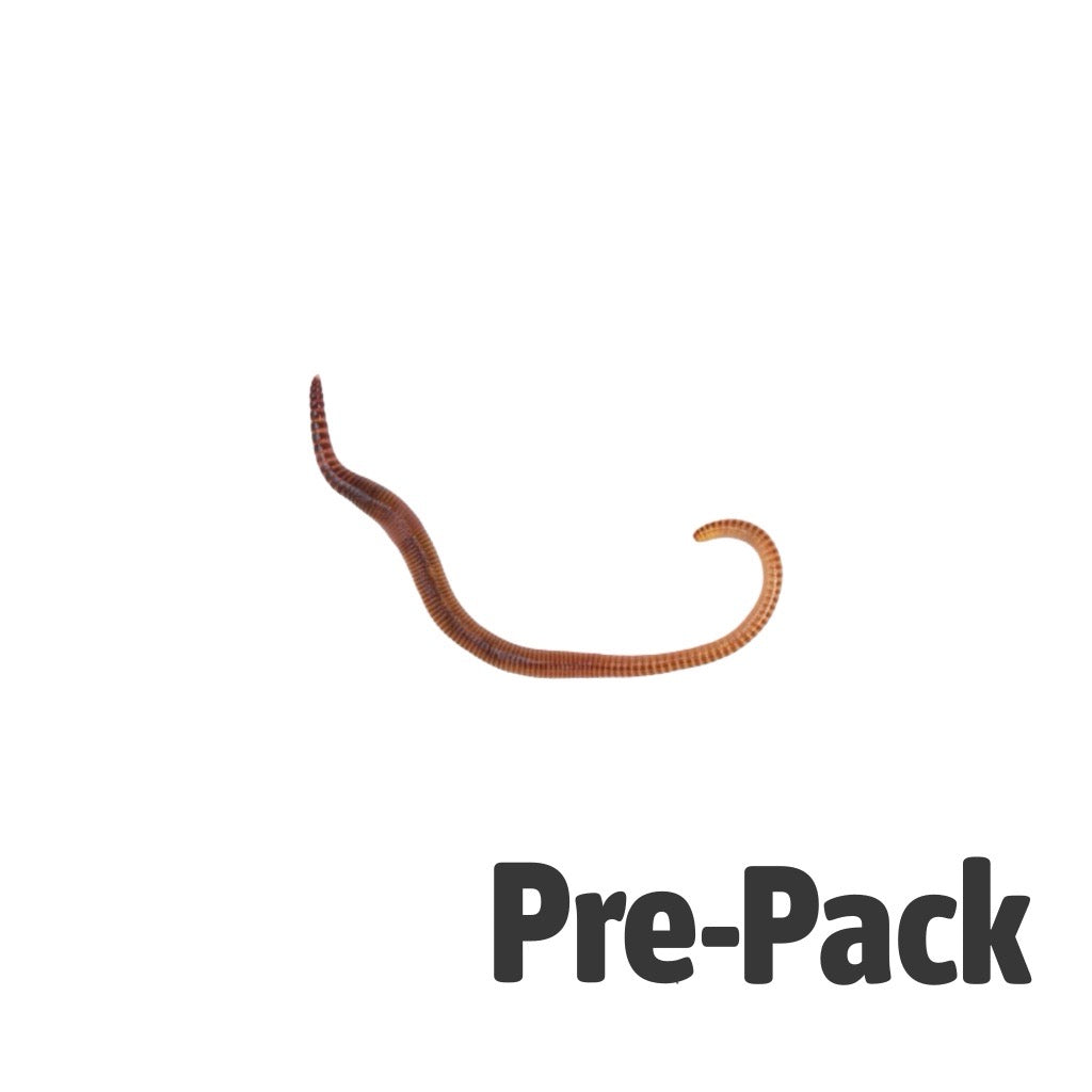 Small Worms Dendrobaena Prepack 35 | Live Reptile Food