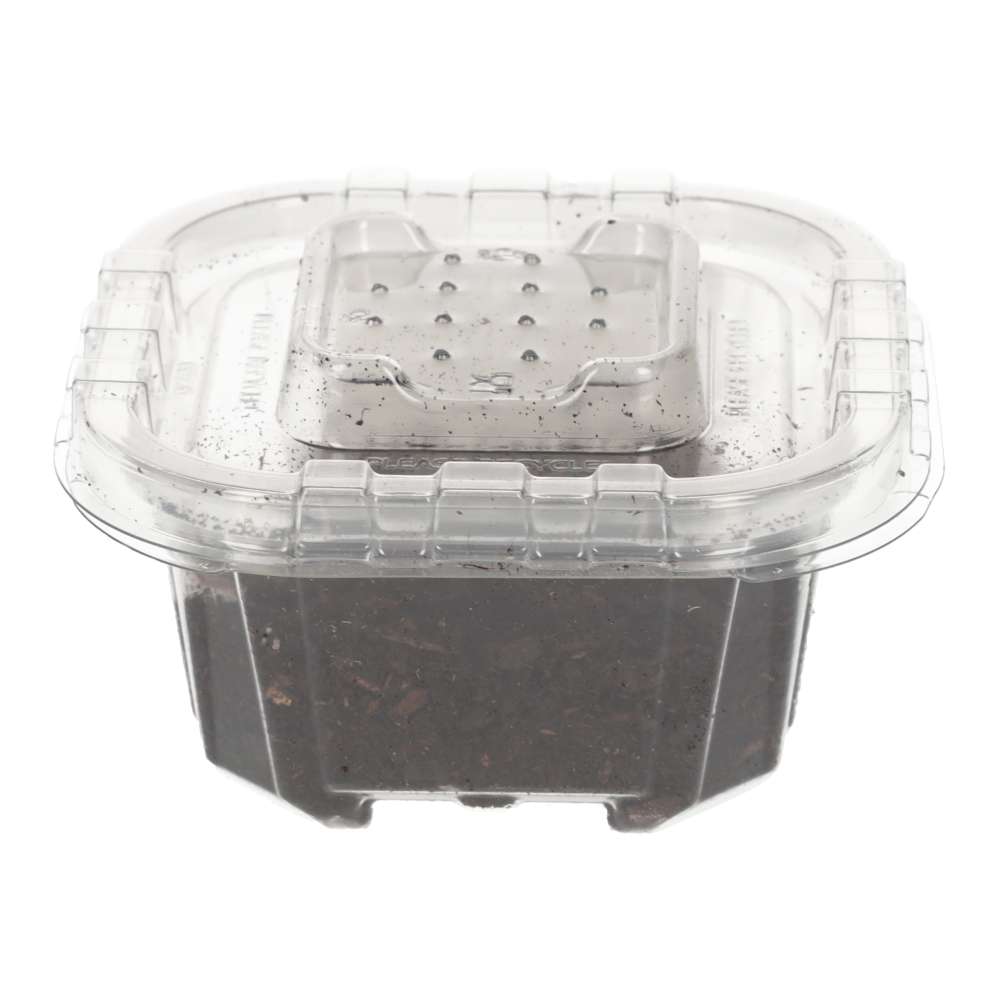 Tropical Grey Woodlice Culture