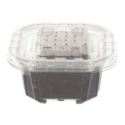Tropical Grey Woodlice Culture