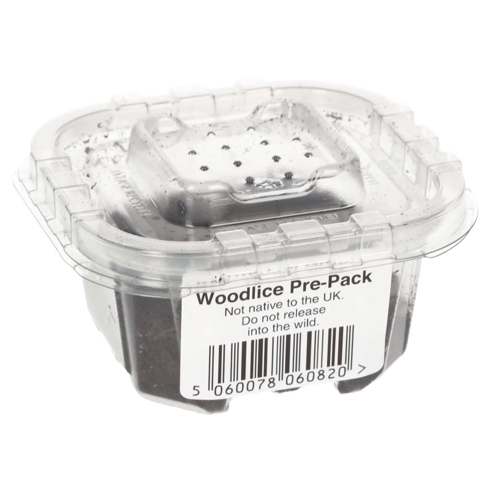 Tropical Grey Woodlice Culture