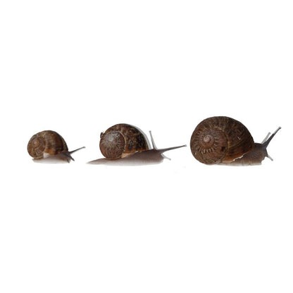 Edible Snails