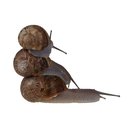 Edible Snails