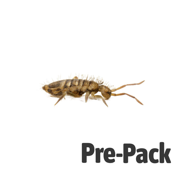 Springtails - Colony