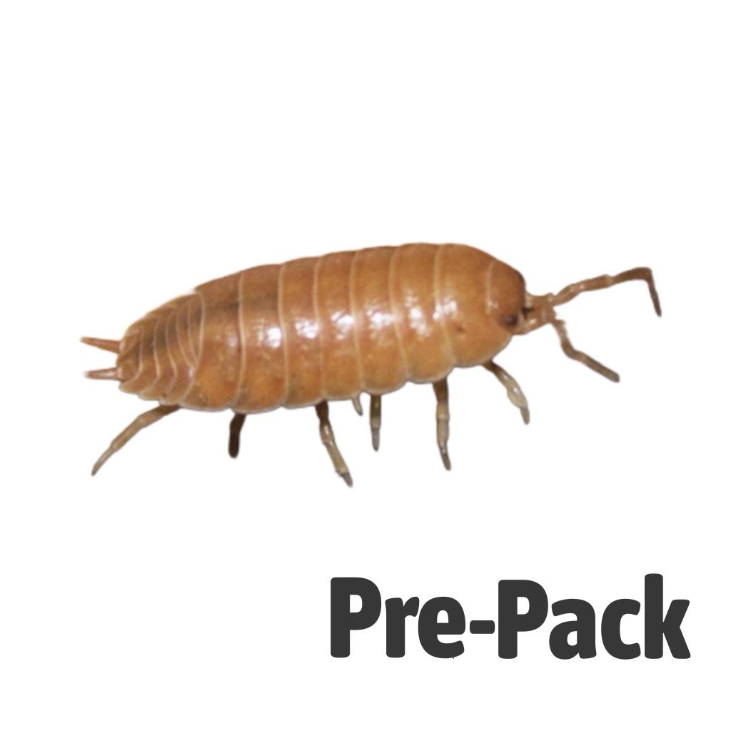 Giant Orange Woodlice Culture