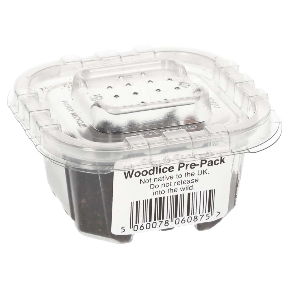 Giant Orange Woodlice Culture