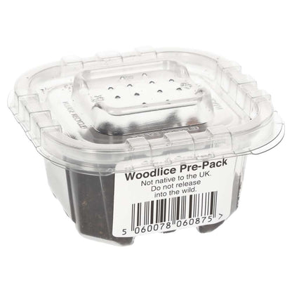 Giant Orange Woodlice Culture