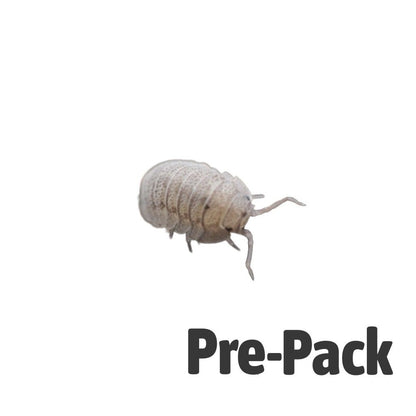 Mini Speckled Woodlice Culture