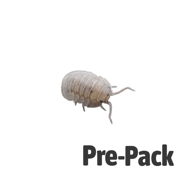 Mini Speckled Woodlice Culture