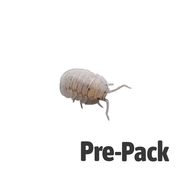 Mini Speckled Woodlice Culture
