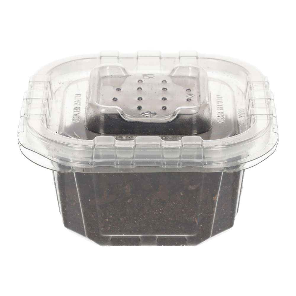 Mini Speckled Woodlice Culture