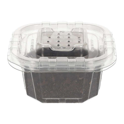 Mini Speckled Woodlice Culture