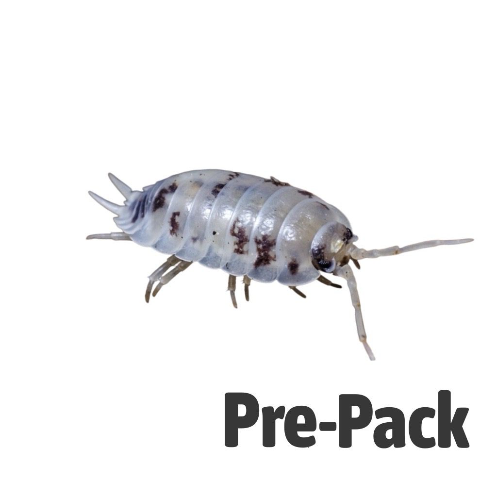 Dairy Cow Isopods