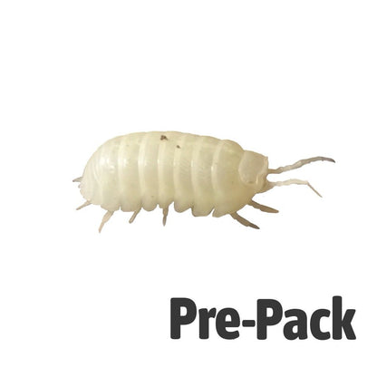 T- Albino Isopods