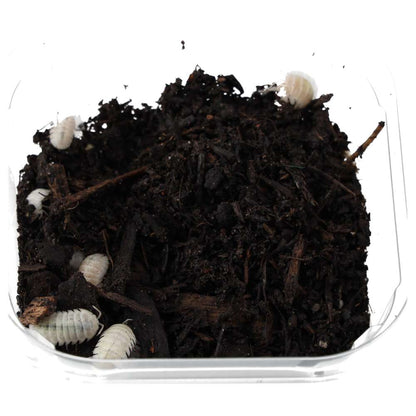 T- Albino Isopods