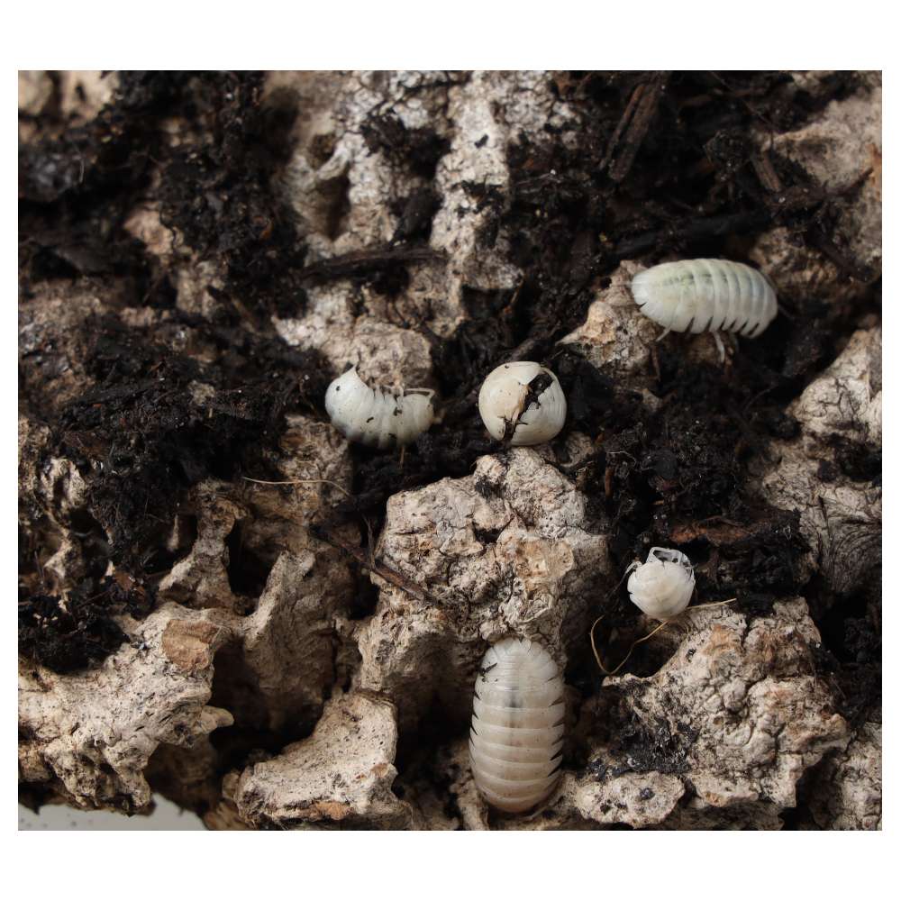 T- Albino Isopods