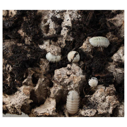 T- Albino Isopods