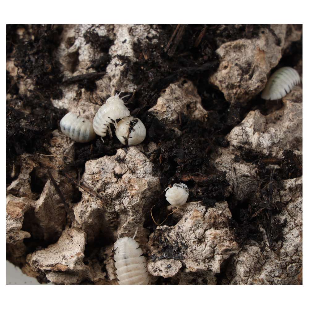 T- Albino Isopods