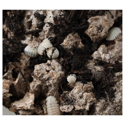 T- Albino Isopods