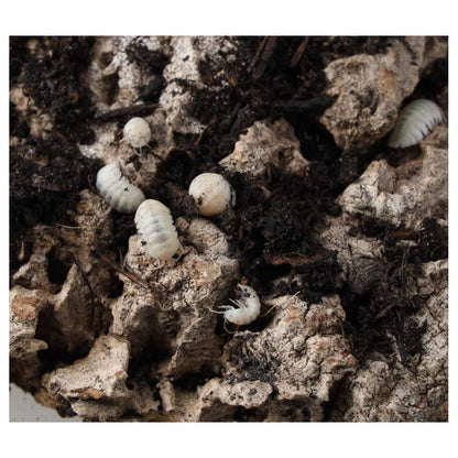 T- Albino Isopods
