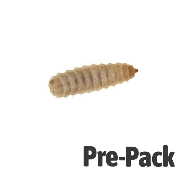 Large Calciworms 100 pack 8-12mm