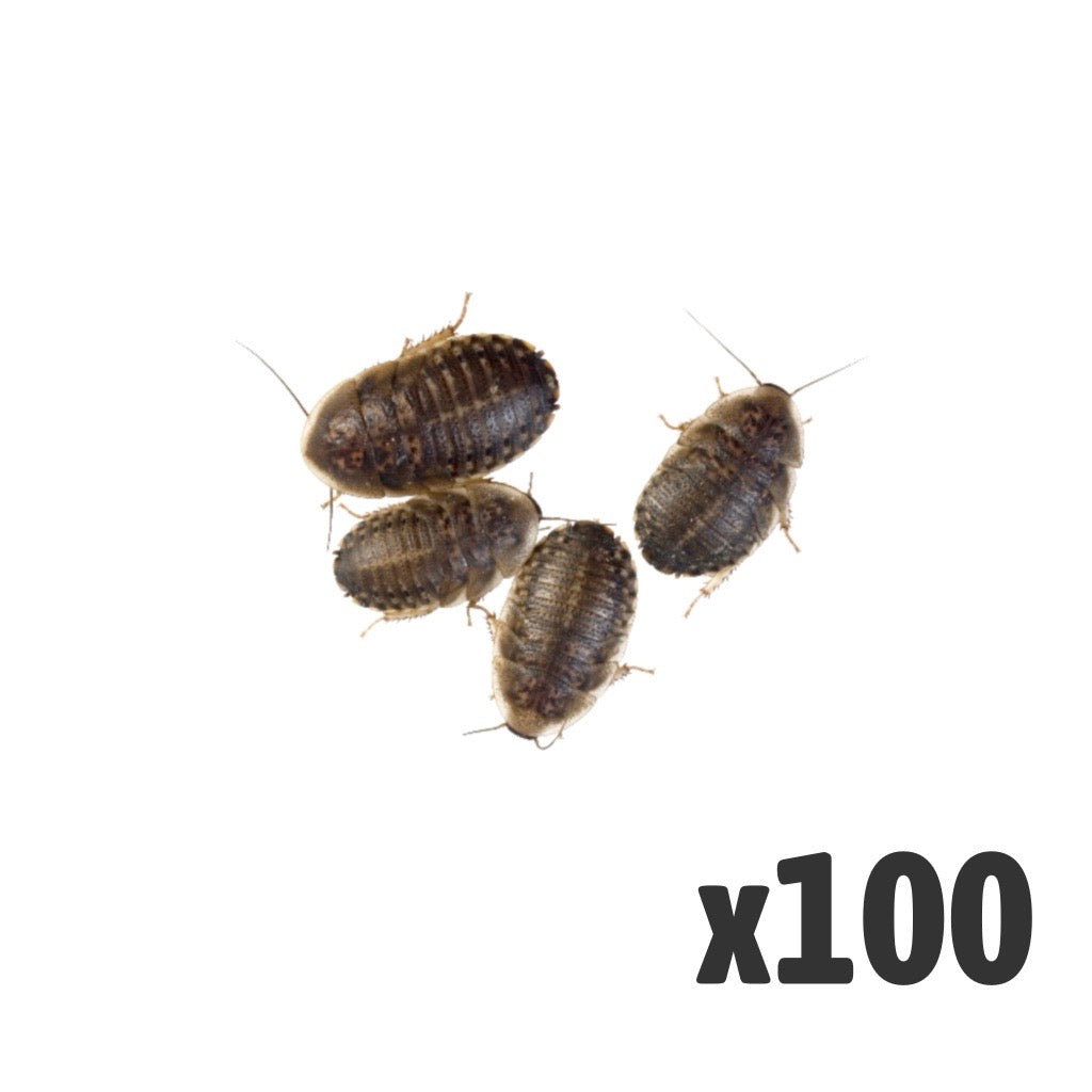 Dubia Cockroaches (Bag of 100) - Medium | Bulk Livefood