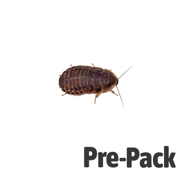 Medium Dubia Cockroaches 16-20mm