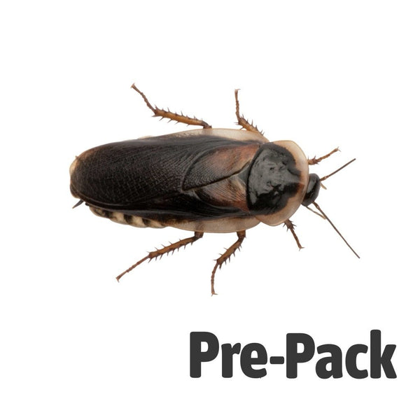 Adult Dubia Cockroaches 30-35mm