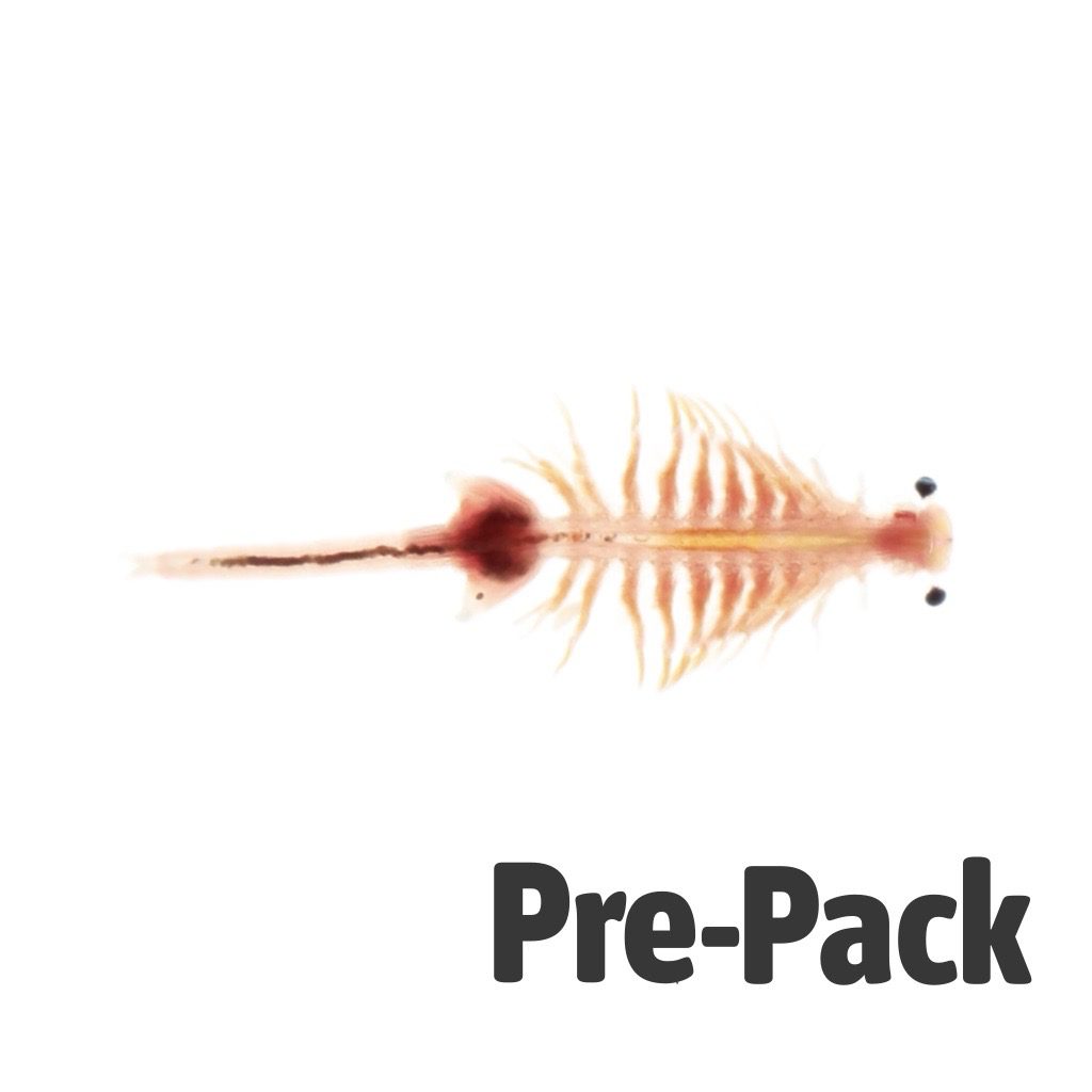 Live Brine Shrimp 100ml