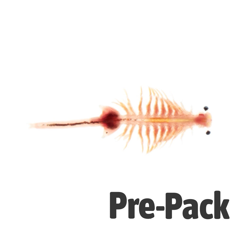 Live Brine Shrimp (Artemia) 100ml | Aquatic Livefood