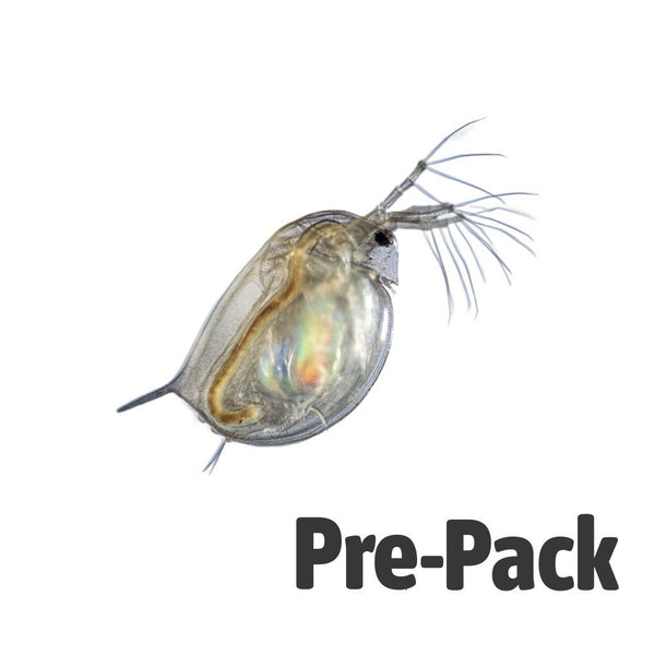 Live Daphnia 100ml