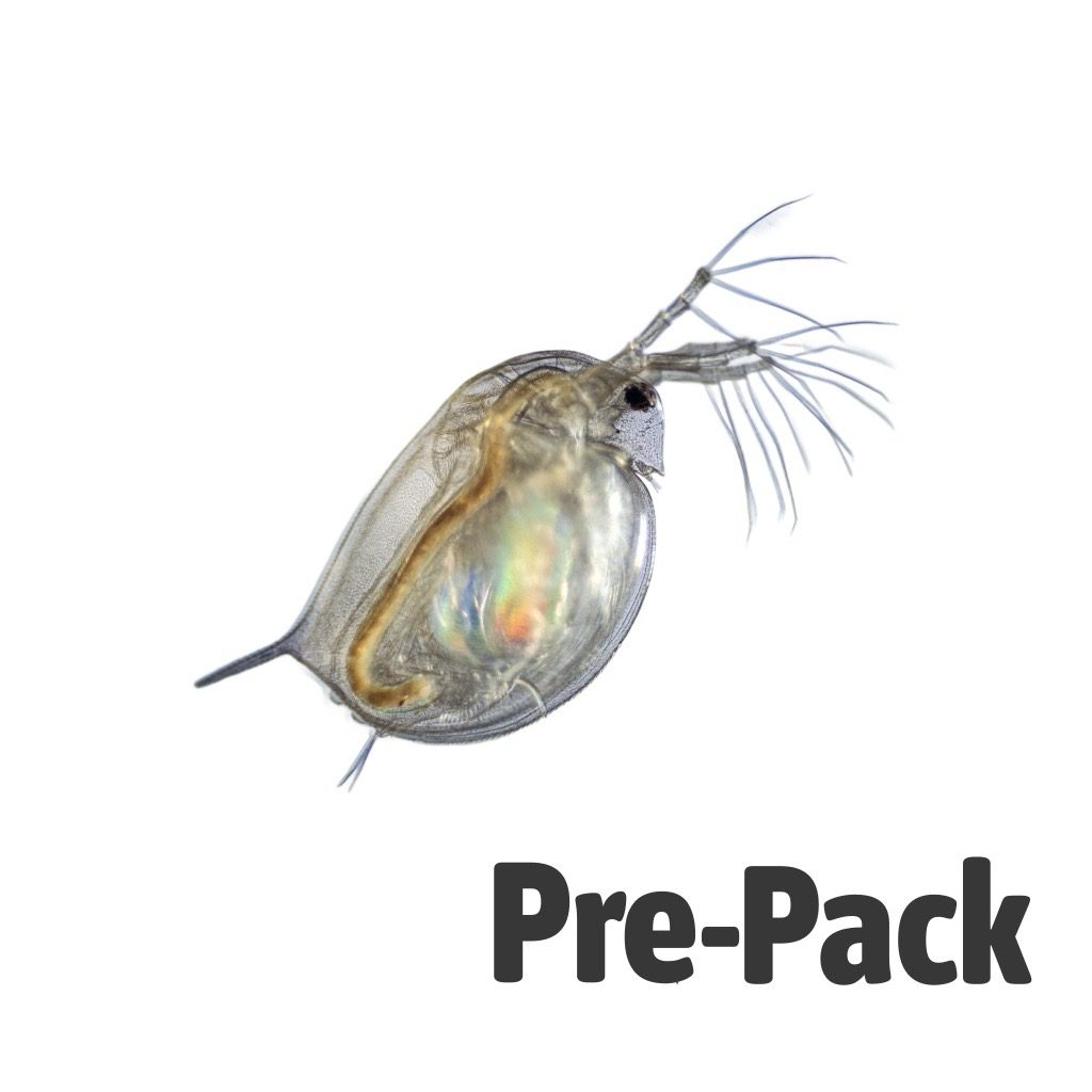 Live Daphnia 100ml