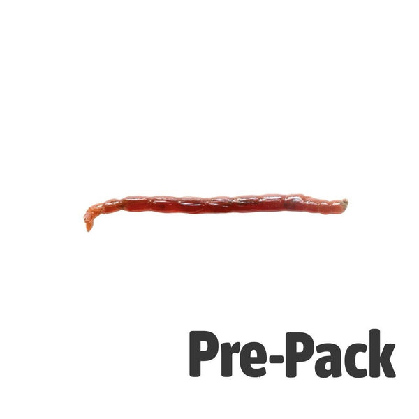 Live Large Bloodworms 100ml