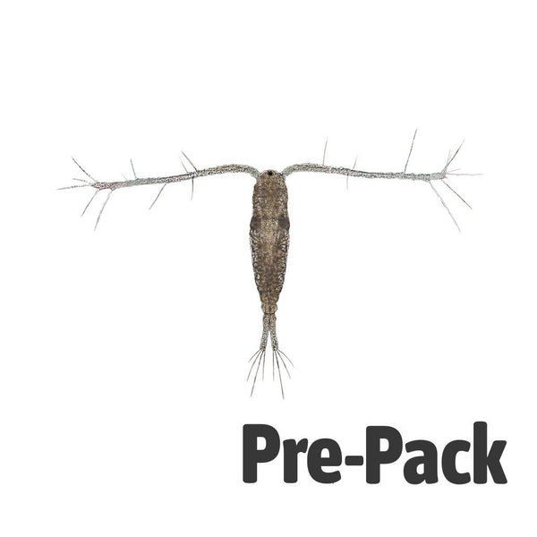 Live Copepods 100ml