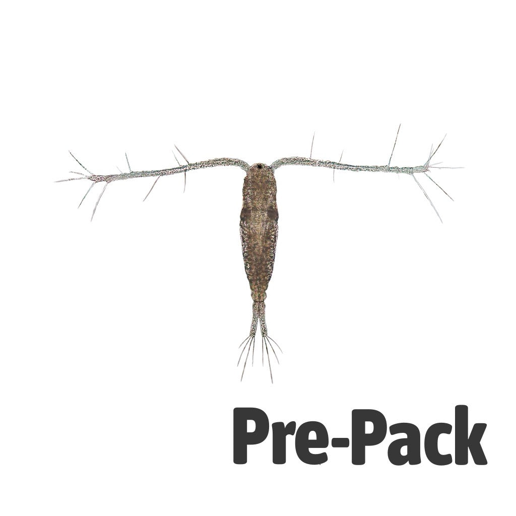 Live Copepods 100ml | Aquatic Livefood for Axolotls & Turtles
