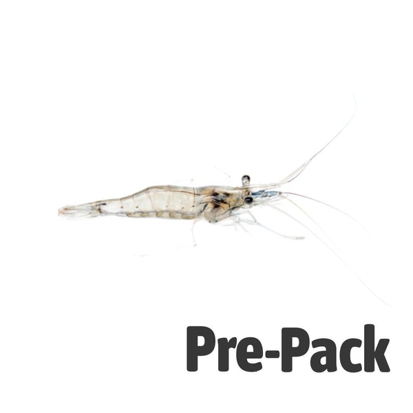 Live River Shrimp 100ml