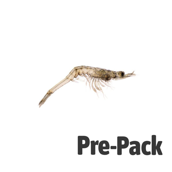 Live Mysis Shrimp 100ml