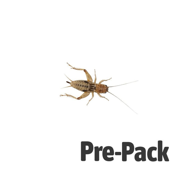 Large Silent Brown Crickets 15-20mm